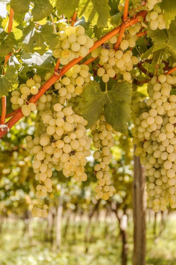 Masseria Ella Pulsano Kültér fotó