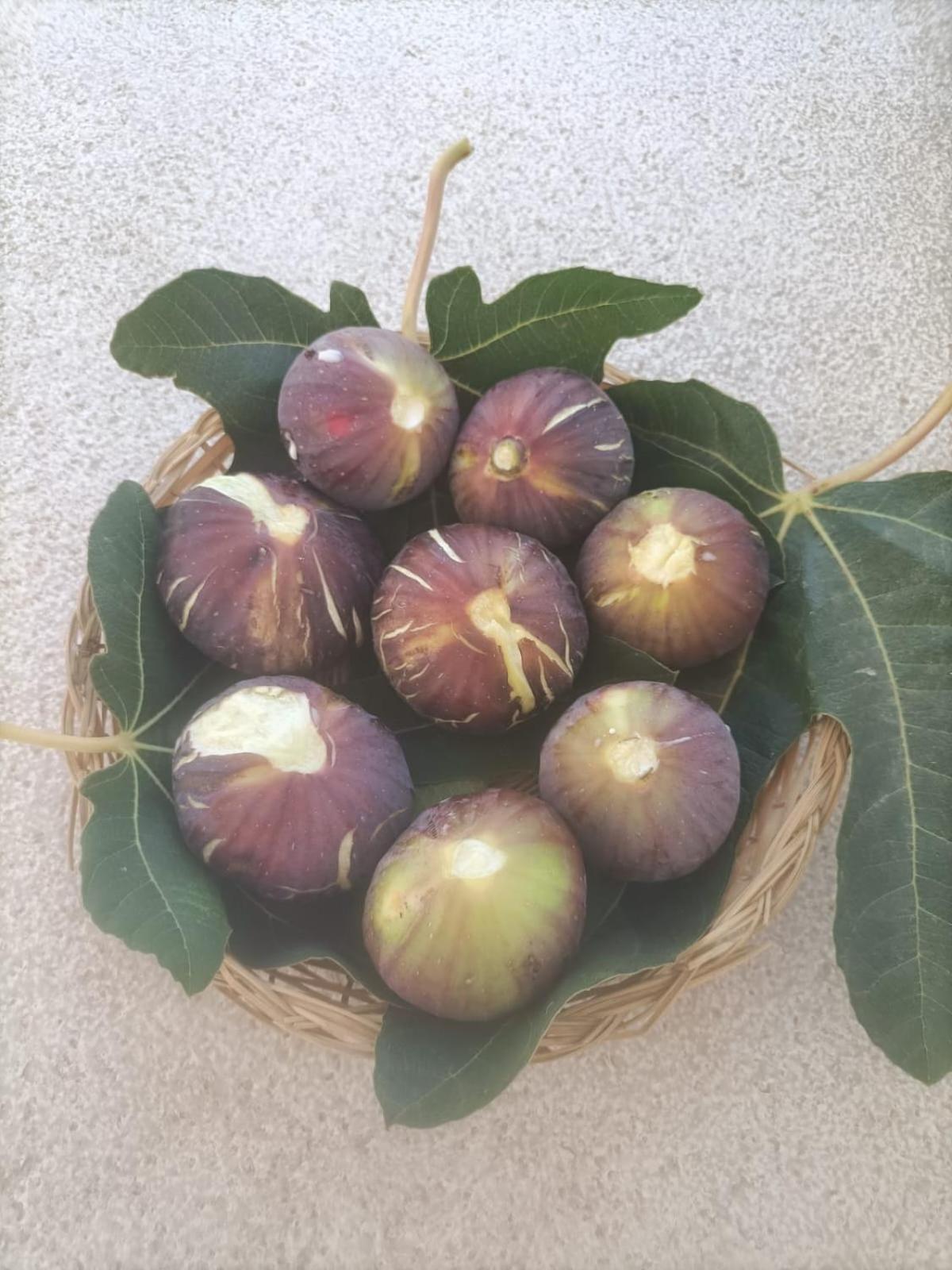 Masseria Ella Pulsano Kültér fotó